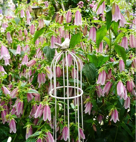 Spotted Bellflower Seeds