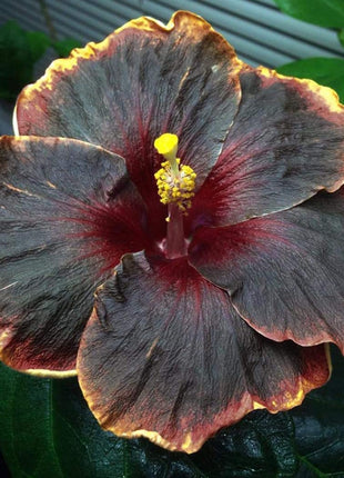 Rare Blue & White Hibiscus Seeds