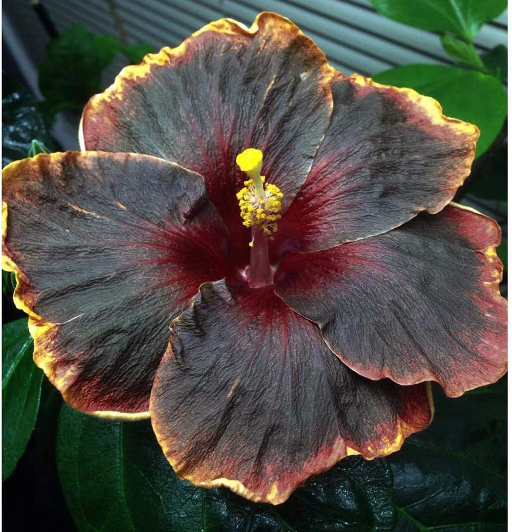 Rare Blue & White Hibiscus Seeds