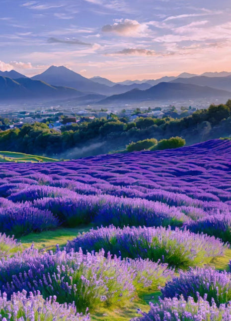 Lavender Seeds Purple Blooming