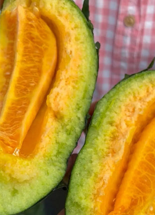 Melon Seeds The Most Suitable Melon for the Elderly and Children