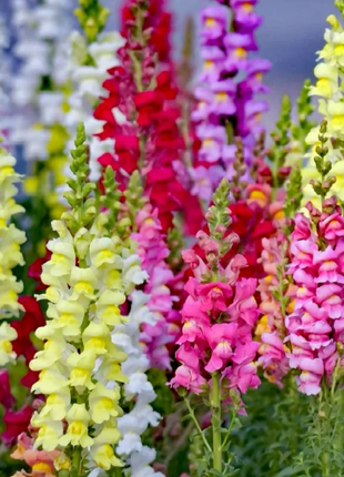 💐Double Snapdragon Mixed Color Seeds