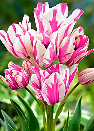 Bonsai Rare Color Tulip Seeds #6