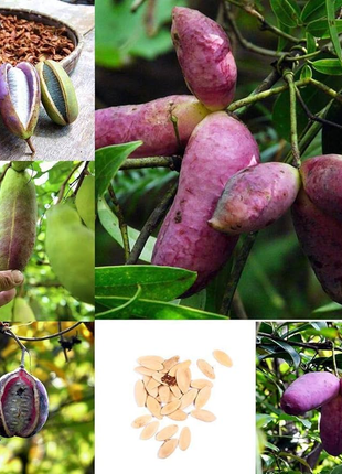 Stauntonia Latifolia Seeds-Organic Food