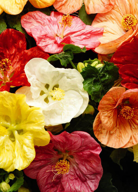 Abutilon Bella Select Mix F1 Seed