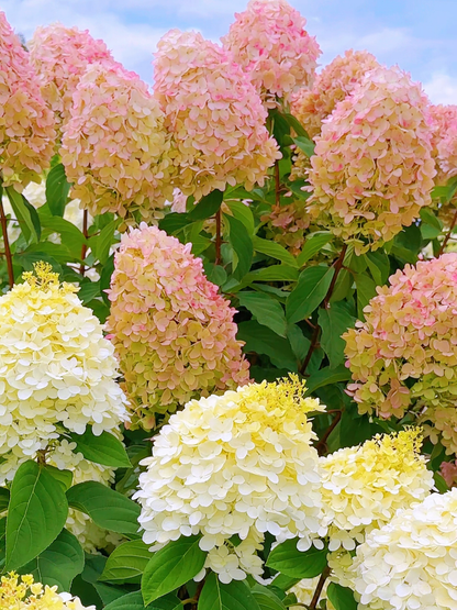 🌺Panicle Hydrangea Flowers Seeds—Mixed Color Plants—Home Garden Flower Seeds