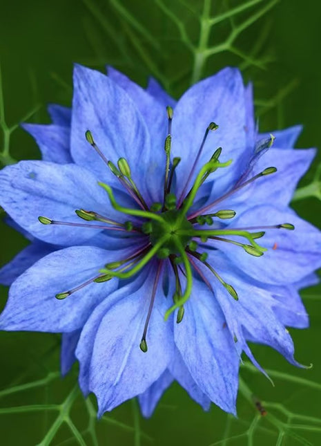 Love-In-A-Mist Seeds