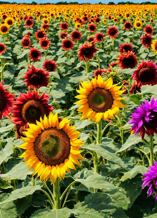 🌻50+ Mixed Color Sunflowers