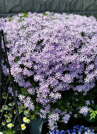 🌈Optimal Carpet Plant✨Creeping Lobelia Erinus Seeds