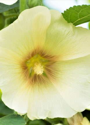 Single Flowered Hollyhock Seeds