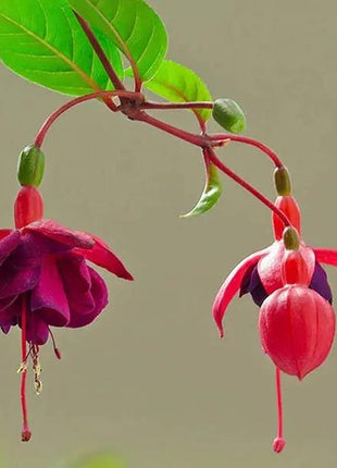 Fuchsia Hybrida Voss Seeds The fairy flower