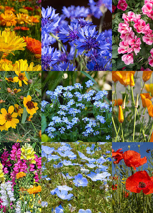 Shorty Low-Grow Wildflower Seed Mix