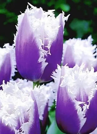 Bonsai Rare Color Tulip Seeds #9