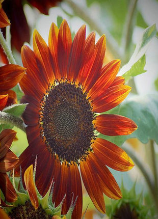 Sunflower Infrared Mix F1