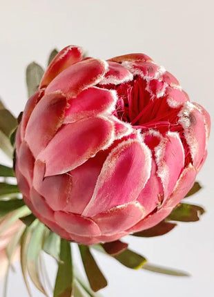 South African Princess Flower Seeds