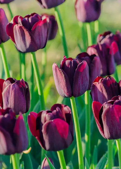 Bonsai Rare Color Tulip Seeds #11