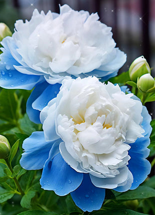 Rare Multicolored Peonies Seeds