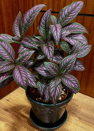 Persian Shield Hued Foliage Plant