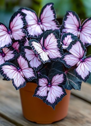 Midnight Veil Begonia🦋