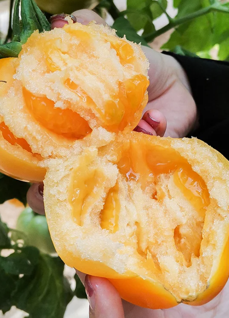 Yellow Persimmon Seeds