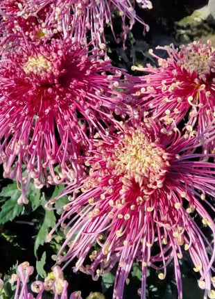 Rare Golden Chrysanthemum Seeds-Longevity Flower💞