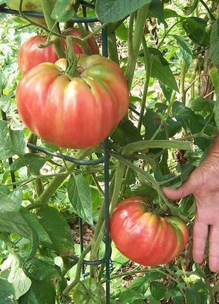 Giant Delicious Tomato / Up to 2kg (20 Seeds a Pack)