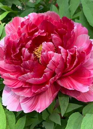 Multicolor Peony Seeds