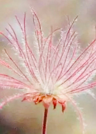 Prairie Smoke Flower Seeds