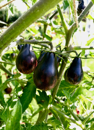 Blue Keyes Tomato Seeds • Dark Anthocyanin Pear Cherry • Open Pollinated • Modern Variety