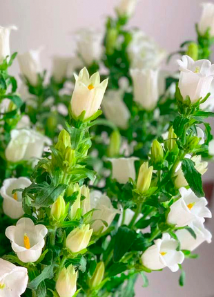 Bellflower Seeds/Canterbury Bells Seeds