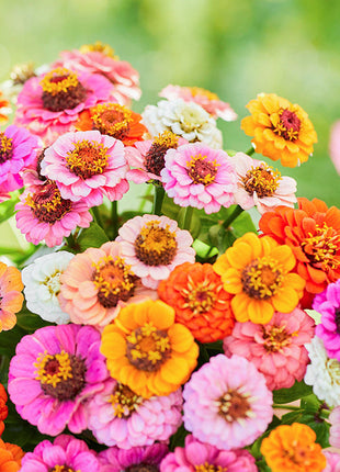 🌺Double Dwarf Zinnia Seeds