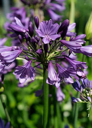 Agapanthus africanus 'Poppin Purple'