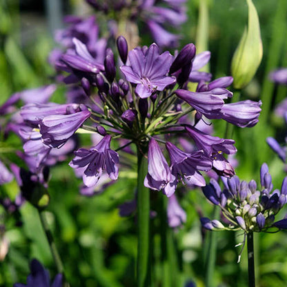 Agapanthus africanus 'Poppin Purple'