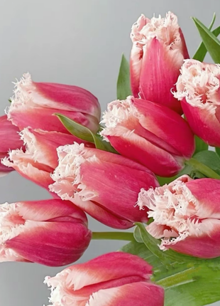 Bonsai Rare Color Tulip Seeds