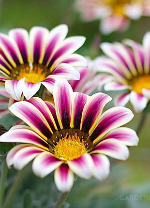 Medal Chrysanthemum Seeds - Flower of Glory