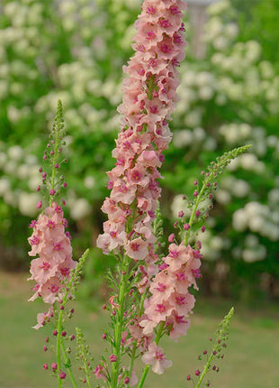 Verbascum Southern Charm Mixed