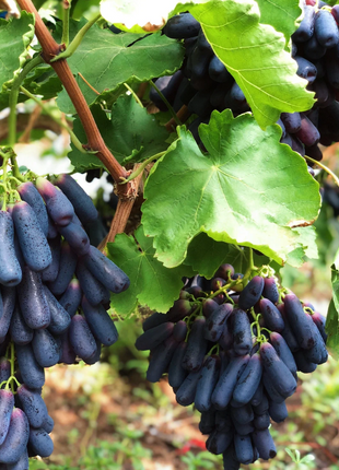 Sweet Sapphire Grape Seeds
