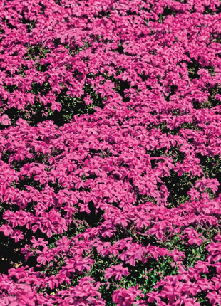 💐Vibrant Tapestry of Color ✨Creeping Phlox Seeds, Shibazakura Seeds