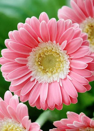 Mixed Gerbera Flower Seeds