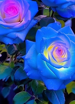 Rare Bag Blue Pink Rose Seeds Scented  Plants  Flowers