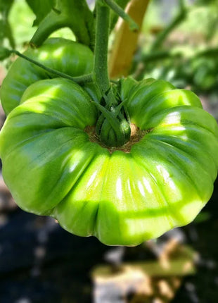 Multicolor Tomato Seeds-No Gmo