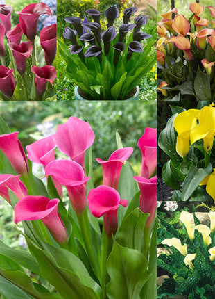 Calla Lily Seeds - Mixed - Beautiful Flowers Planting