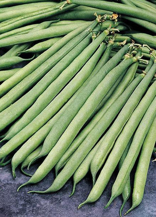Container Bush Beans French Mascotte