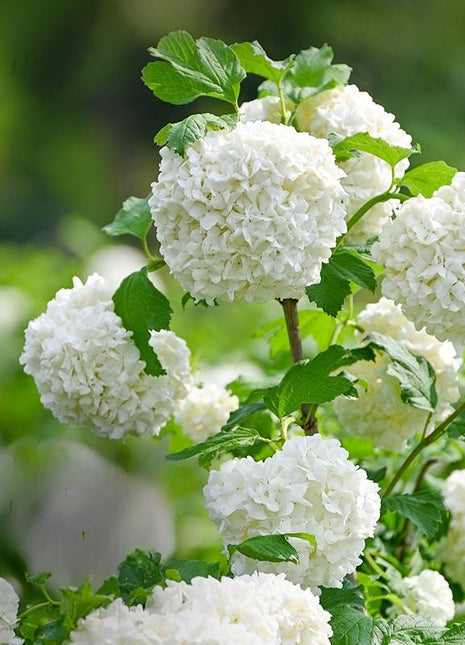 200+ Hydrangea Seeds – Grow Colorful, Lush Blooms for Your Garden or Patio, Easy to Plant, Perfect for Pots & Borders