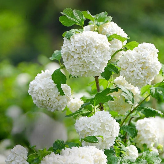 200+ Hydrangea Seeds – Grow Colorful, Lush Blooms for Your Garden or Patio, Easy to Plant, Perfect for Pots & Borders